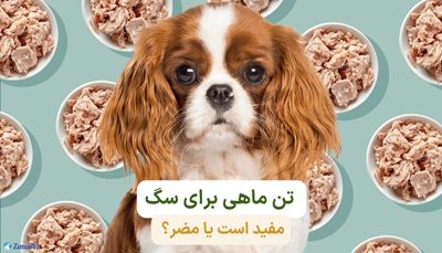 تن ماهی برای سگ مفید است یا مضر؟